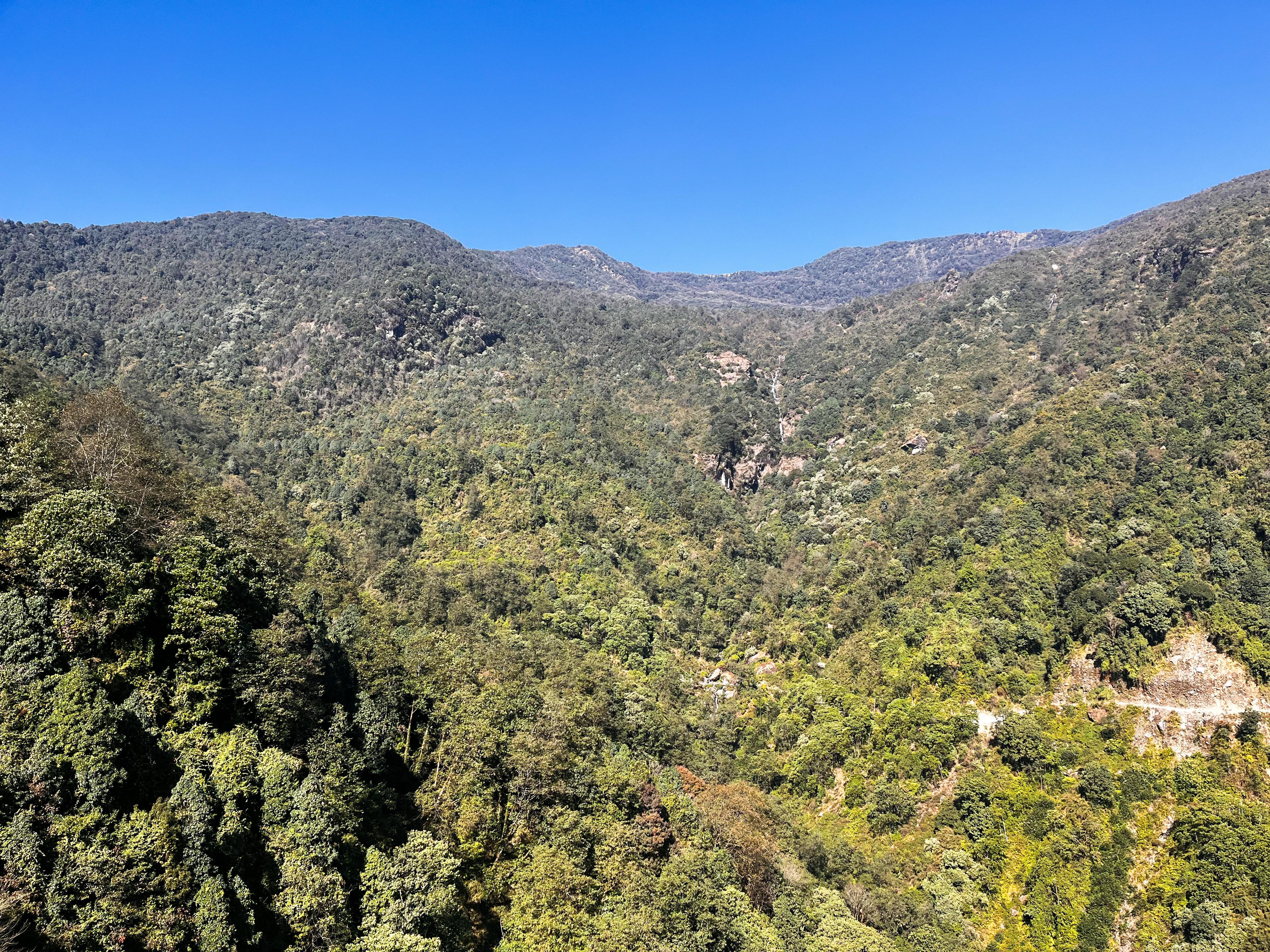 jungle gandali (4).jpg
